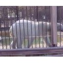 ひめじじょうのしろくまはほかのどうぶつえんにうつしてほしい・・・