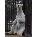 ひめじじょうのしろくまはほかのどうぶつえんにうつしてほしい・・・