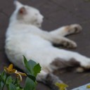 猫相拝見