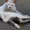 猫相拝見