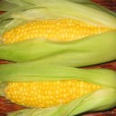 さようなら。あたしの愛したノーブラ天国　“Ａカップの欲望と野望”　の巻