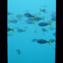 オーストラリアさよなら旅行第一弾～ハミルトン島～