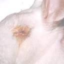 動物実験は本当に必要か？
