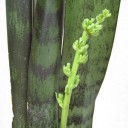 サンスベリアの花？