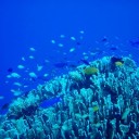 お魚天国