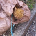 猫）びっくりしたw