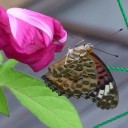 夏から増える