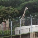 二週連続