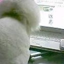 ポン・デ・・・