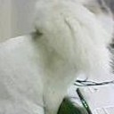 ポン・デ・・・
