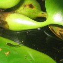 うとうと娘とあたふたカアサンの事件簿　“水虫悪化でかいかいでござる”　の巻