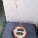 猫の額くらいの場所でも