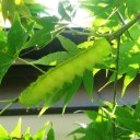 馬鹿は遺伝するって本当ですか？　“やる気のなさは天下一品！”　の巻