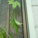 月曜日◆諦めた頃に