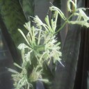 サンスベリアの花　