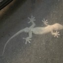 夏休み９日目　“無闇に河童をいじめてはいけません”　の巻