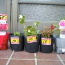 買い物上手というたって！（笑）