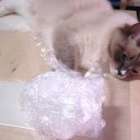 溺愛　短気はお得　ん？