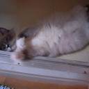 溺愛　だるぅ②