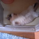 溺愛　だるぅ②