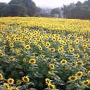 座間ひまわり祭り