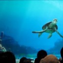 タートル・トーク