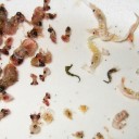 夏休み２０日目　“オカアサン、暑くて暑くて溶ける”　の巻