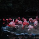ナイトＺｏｏ、Ｐｔ構築、トイザラス