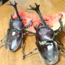 食事中
