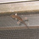夏休み２９日目　“暑い工場で鰯を手開きするとすぐに脂がどーろどろになるでござる”　の巻