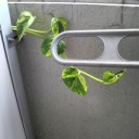 少しずつ増えていく。