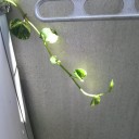 少しずつ増えていく。