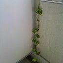 少しずつ増えていく。