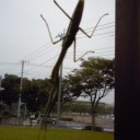 よくぞ育った