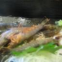 美味しいお魚を求めて・・・答志島へ　　前編