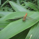涼を求めて山に登ってきた