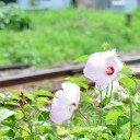 木曜〓家事と写真と〓
