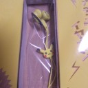 ポケモンぴあ買いました