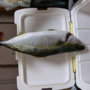 世界を釣る！
