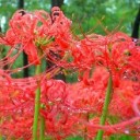 彼岸花