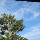 空や海や水牛や