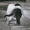 あえてエスビー