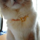 ビーズ　意味のない首輪