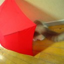 溺愛　頭隠してケツ出てます