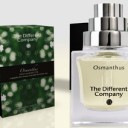 Osmanthus.