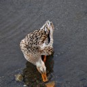 水曜〓PCと写真と〓
