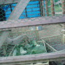 ダチョウに会いに行こう・・・・・