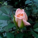 秋の薔薇