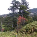 紅葉狩りに行ってきました