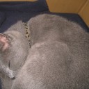 静かな午後、音信不通　“あなたに見せたい月夜の散歩とあれこれ”　の巻